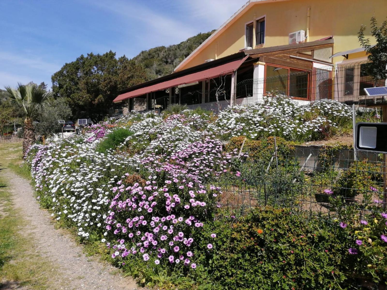 Il Lentischio Hotel Cala Sapone Exterior photo